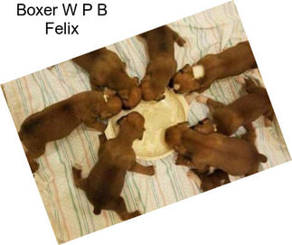 Boxer W P B Felix