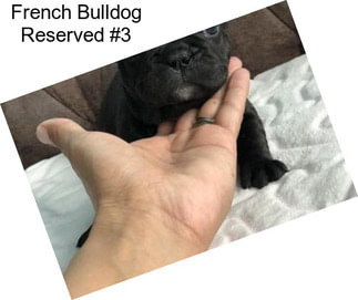 French Bulldog Reserved #3