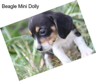 Beagle Mini Dolly