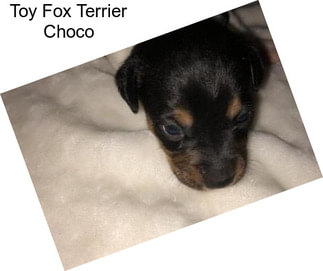 Toy Fox Terrier Choco