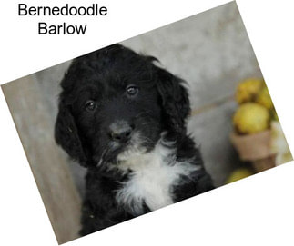 Bernedoodle Barlow