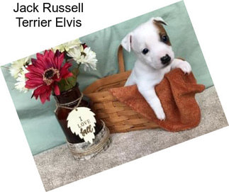 Jack Russell Terrier Elvis
