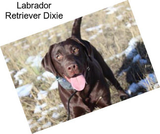 Labrador Retriever Dixie