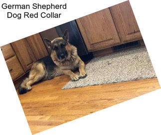 German Shepherd Dog Red Collar