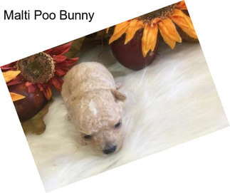 Malti Poo Bunny