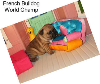 French Bulldog World Champ