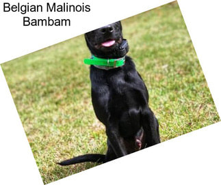 Belgian Malinois Bambam