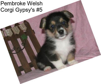 Pembroke Welsh Corgi Gypsy\'s #5