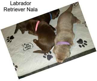 Labrador Retriever Nala