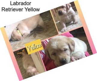 Labrador Retriever Yellow