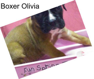 Boxer Olivia