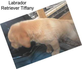 Labrador Retriever Tiffany