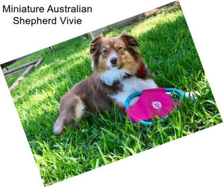 Miniature Australian Shepherd Vivie