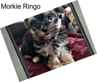 Morkie Ringo