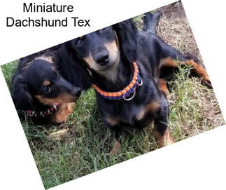 Miniature Dachshund Tex