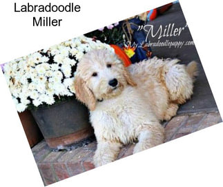 Labradoodle Miller