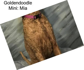 Goldendoodle Mini: Mia