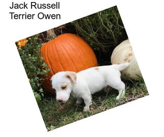 Jack Russell Terrier Owen