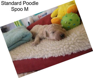 Standard Poodle Spoo M