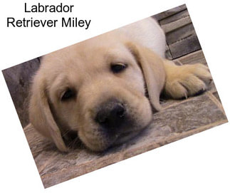 Labrador Retriever Miley