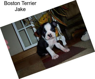 Boston Terrier Jake