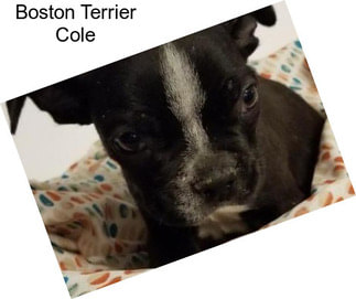 Boston Terrier Cole