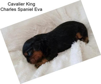 Cavalier King Charles Spaniel Eva