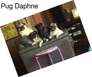 Pug Daphne