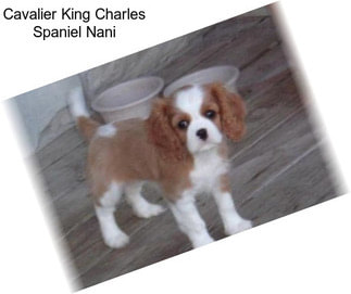 Cavalier King Charles Spaniel Nani