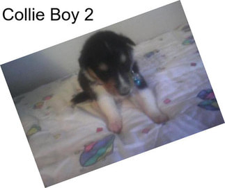 Collie Boy 2