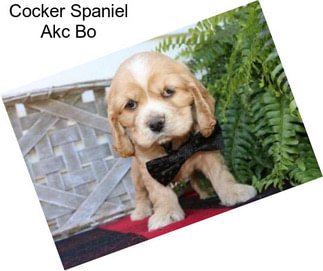 Cocker Spaniel Akc Bo