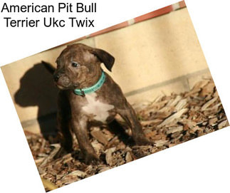 American Pit Bull Terrier Ukc Twix