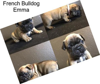 French Bulldog Emma