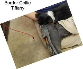 Border Collie Tiffany