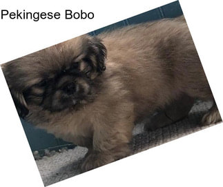 Pekingese Bobo