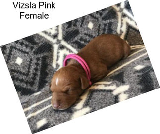 Vizsla Pink Female