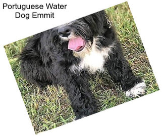 Portuguese Water Dog Emmit