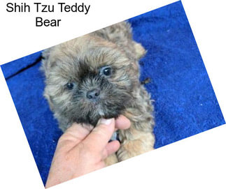 Shih Tzu Teddy Bear