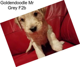 Goldendoodle Mr Grey F2b