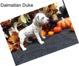 Dalmatian Duke