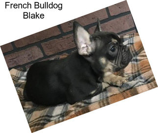 French Bulldog Blake