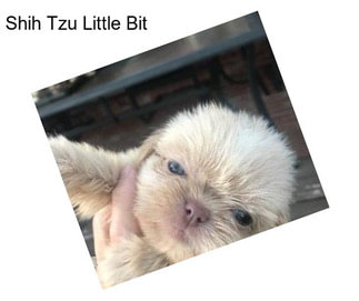 Shih Tzu Little Bit