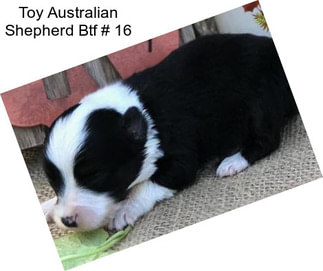 Toy Australian Shepherd Btf # 16
