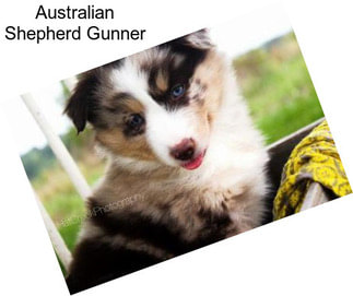 Australian Shepherd Gunner