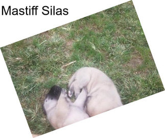 Mastiff Silas