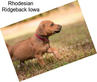 Rhodesian Ridgeback Iowa