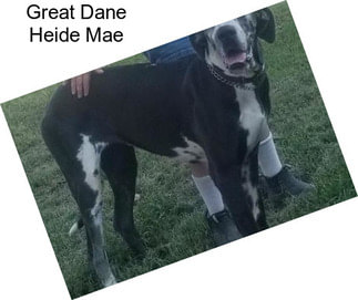 Great Dane Heide Mae