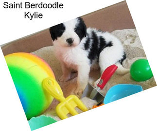 Saint Berdoodle Kylie