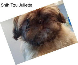 Shih Tzu Juliette