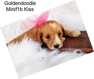 Goldendoodle Minif1b Kiss